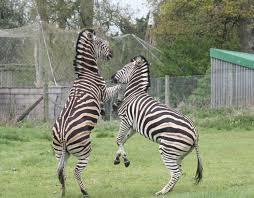 Bristol Hayvanat Bahçeleri